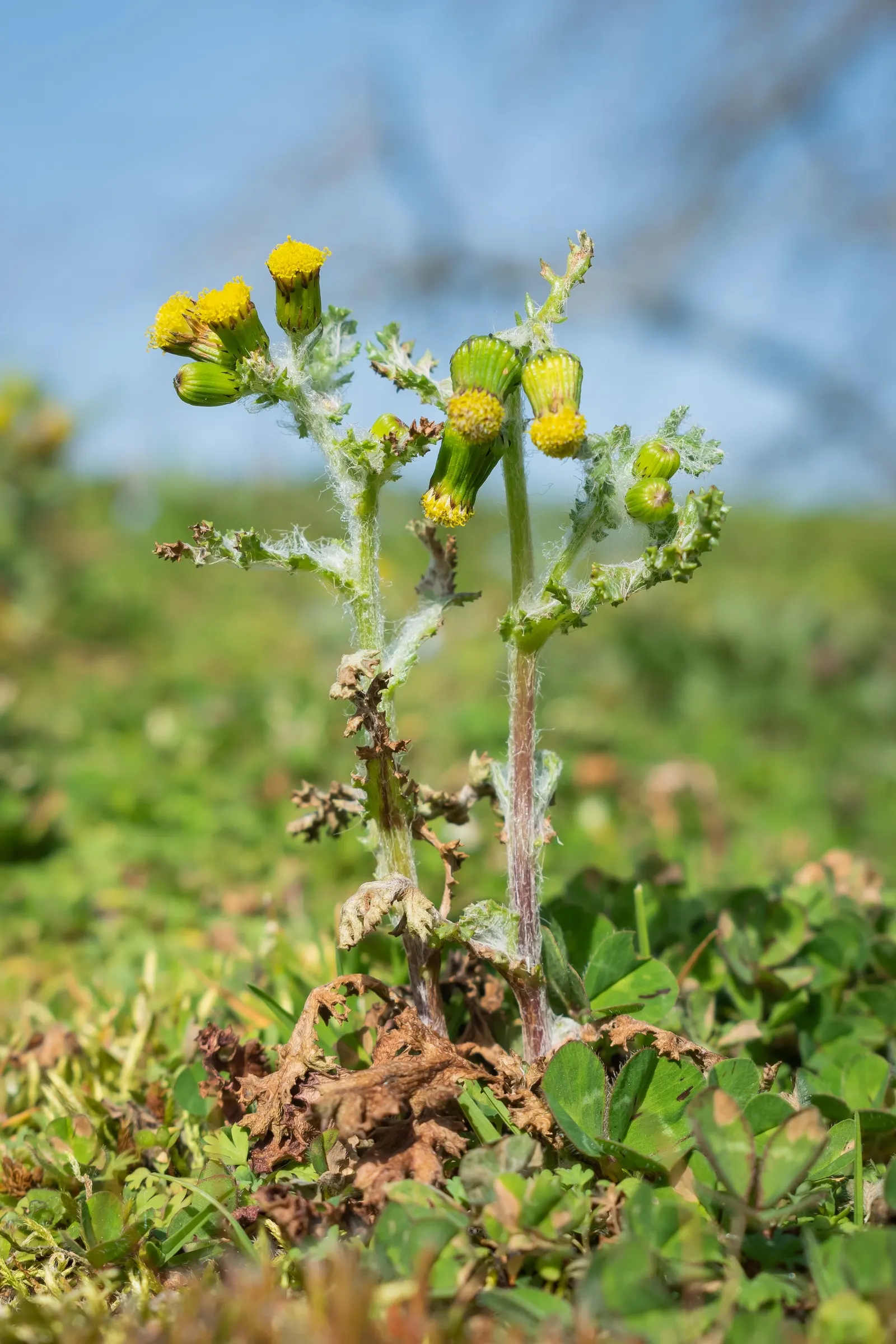 Silver Dormouse Brachyglottis (Brachyglottis 'Silver Dormouse') — shrub for full