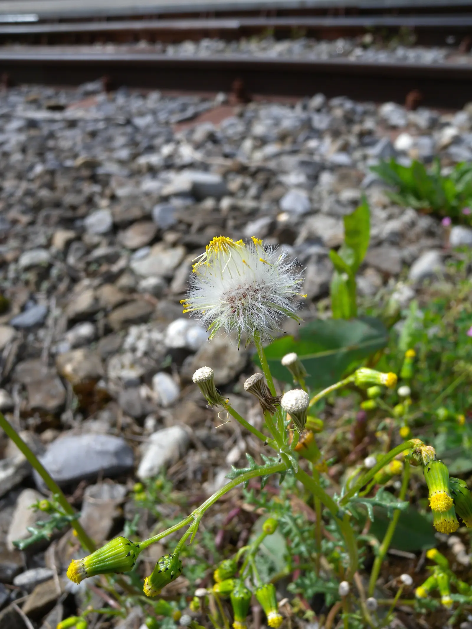 Silver Dormouse Brachyglottis (Brachyglottis 'Silver Dormouse') — Mature plants typically reach a manageable height and spread of approximately 24 to 30