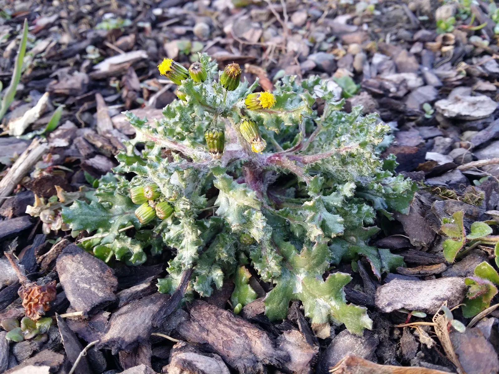 Silver Dormouse Brachyglottis (Brachyglottis 'Silver Dormouse') — it can withstand occasional cold snaps; making it a valuable and low-effort choice for