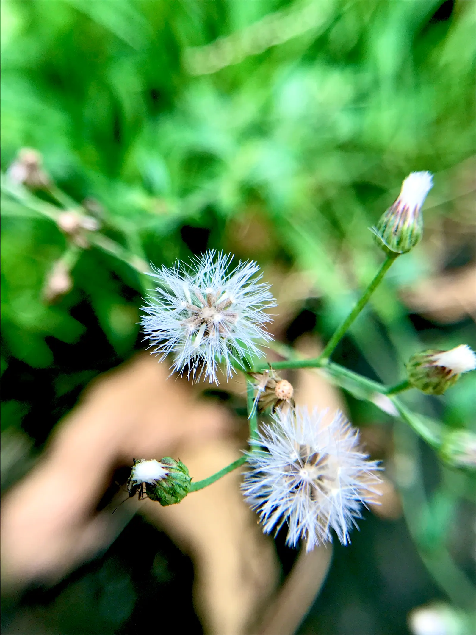 Silver Dormouse Brachyglottis (Brachyglottis 'Silver Dormouse') — Drought-tolerant and low-maintenance, this evergreen prefers well-drained soil, image 89