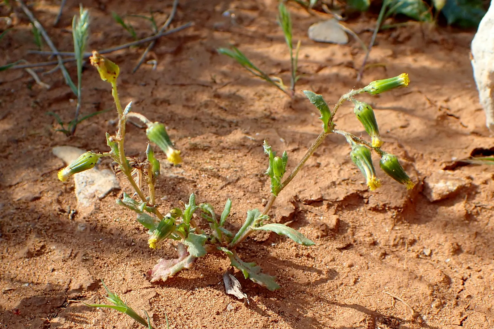 Silver Dormouse Brachyglottis (Brachyglottis 'Silver Dormouse') — with occasional pruning to maintain its shape and encourage bushier growth