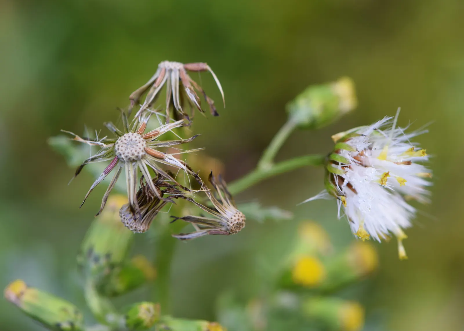 Silver Dormouse Brachyglottis (Brachyglottis 'Silver Dormouse') — consider its role in providing year-round interest due to its foliage; its, image 77