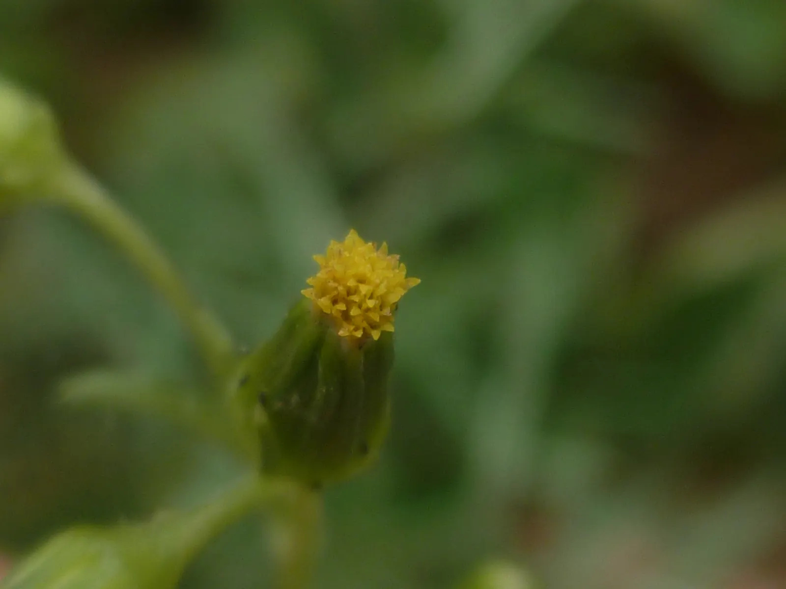 Silver Dormouse Brachyglottis (Brachyglottis 'Silver Dormouse') — shrub for full; making it a valuable and low-effort choice for clients seeking, image 112