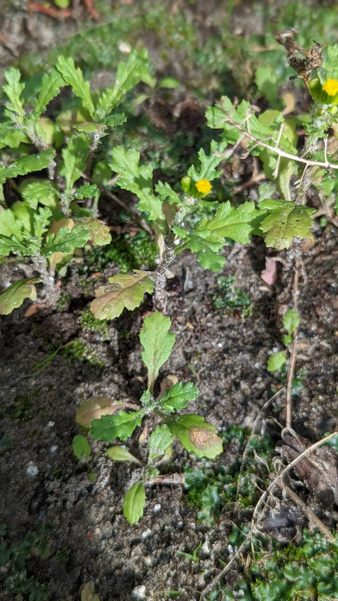 Silver Dormouse Brachyglottis (Brachyglottis 'Silver Dormouse') — Ideal for adding contrast in borders or as an accent plant in coastal gardens; or container