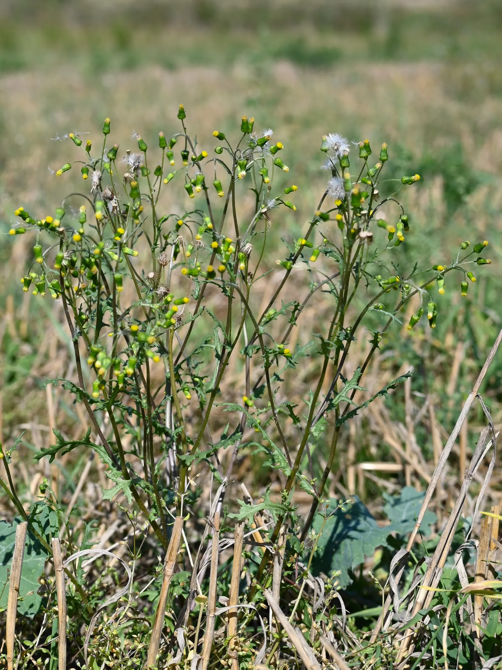 Silver Dormouse Brachyglottis (Brachyglottis 'Silver Dormouse') — silvery-gray foliage with a felt-like texture; or container plantings.<br><br>The, image 58