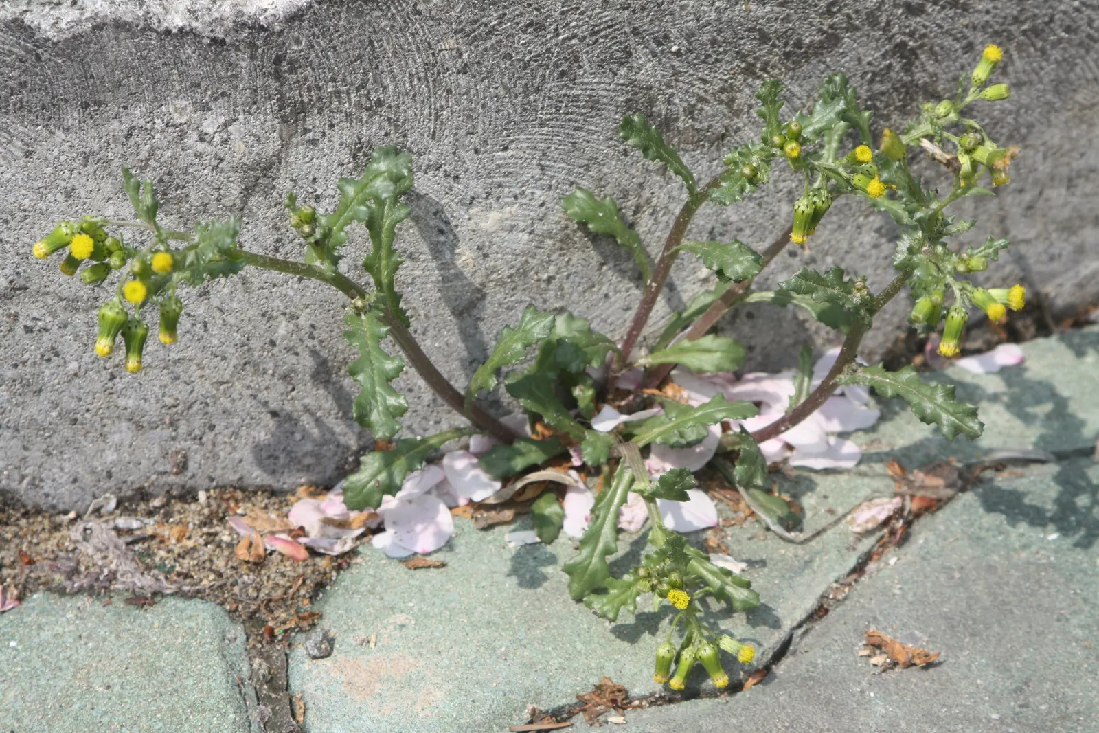 Silver Dormouse Brachyglottis (Brachyglottis 'Silver Dormouse') — The Brachyglottis 'Silver Dormouse' is a captivating semi-evergreen shrub, image 63