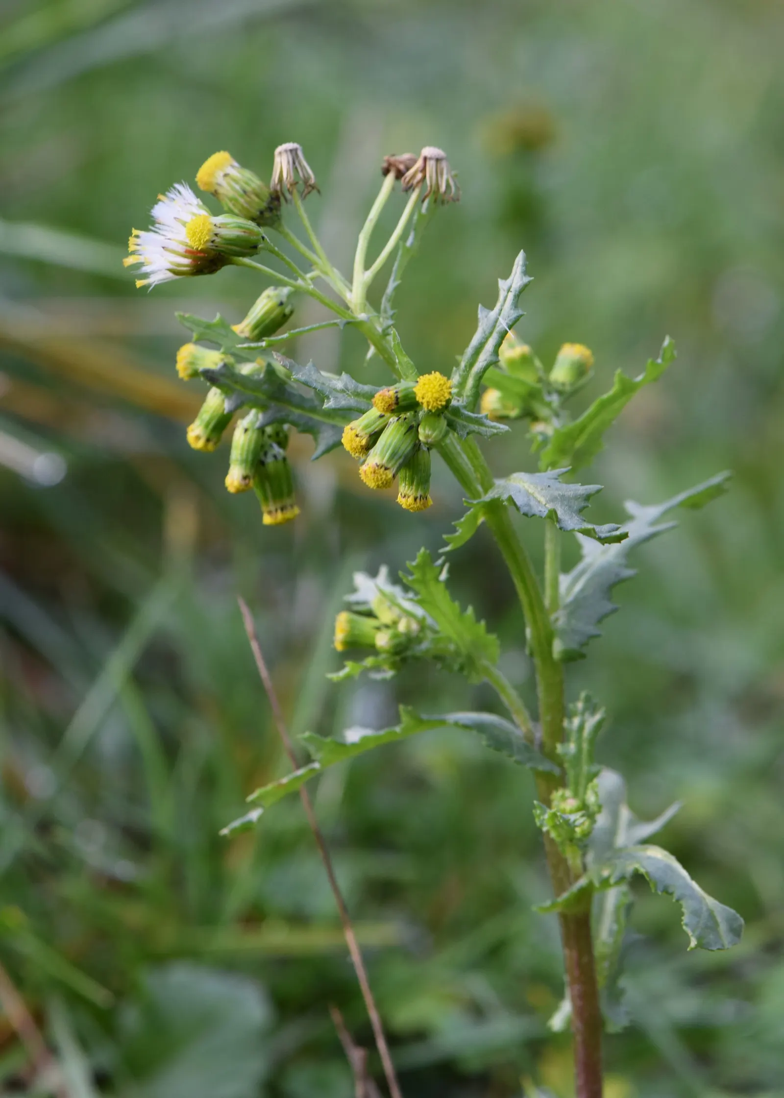 Silver Dormouse Brachyglottis (Brachyglottis 'Silver Dormouse') — yellow flowers in the garden; or container plantings.<br><br>The ovate, image 82