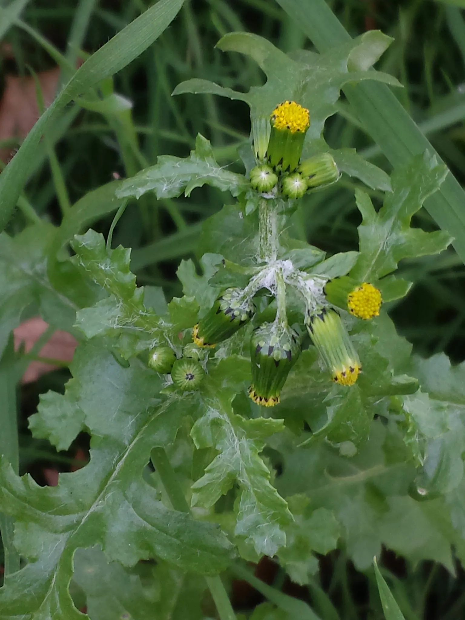 Silver Dormouse Brachyglottis (Brachyglottis 'Silver Dormouse') — provided they are well-drained
