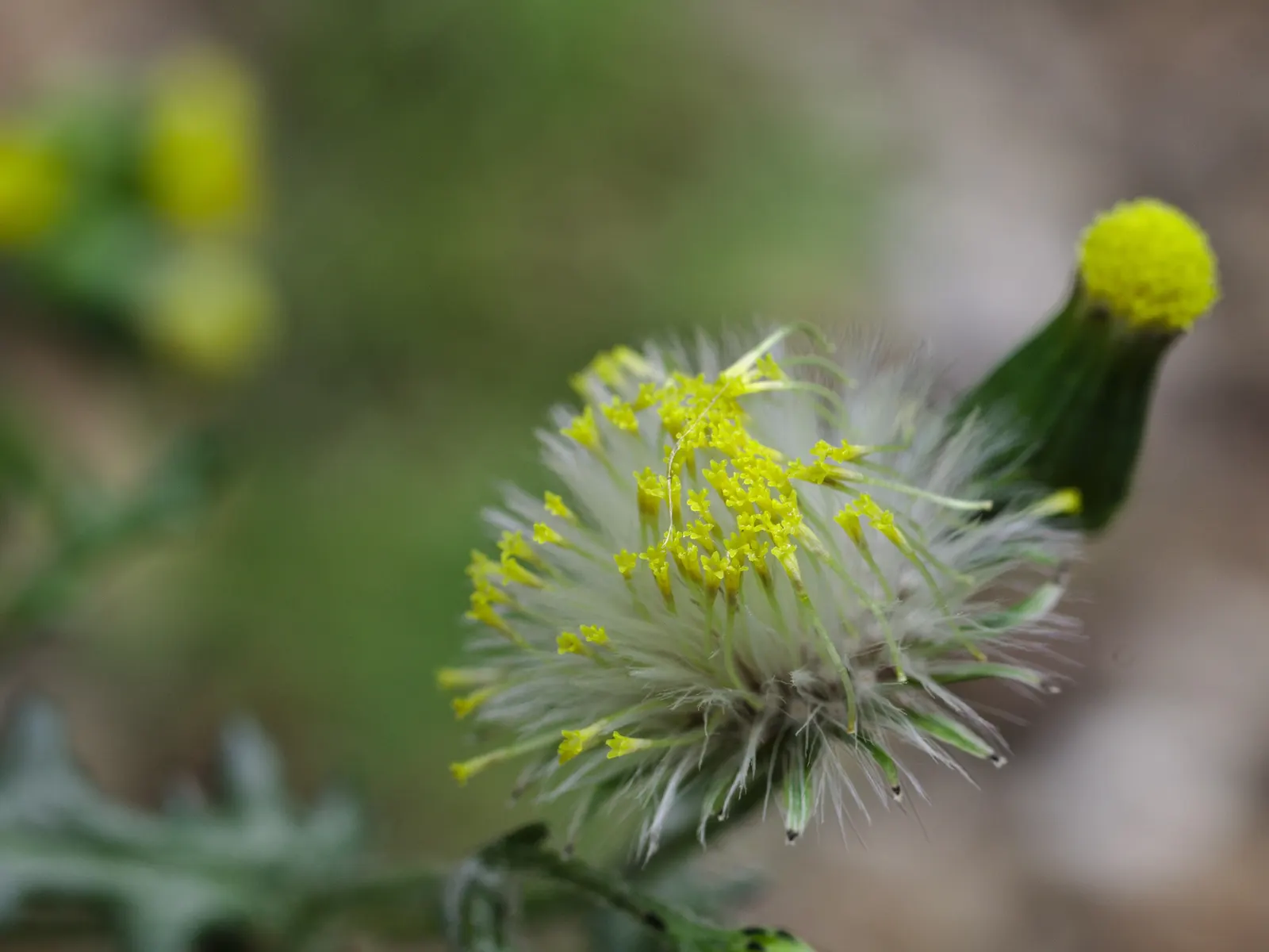 Silver Dormouse Brachyglottis (Brachyglottis 'Silver Dormouse') — alongside seasonal color with its blooms - a charismatic addition that offers, image 78
