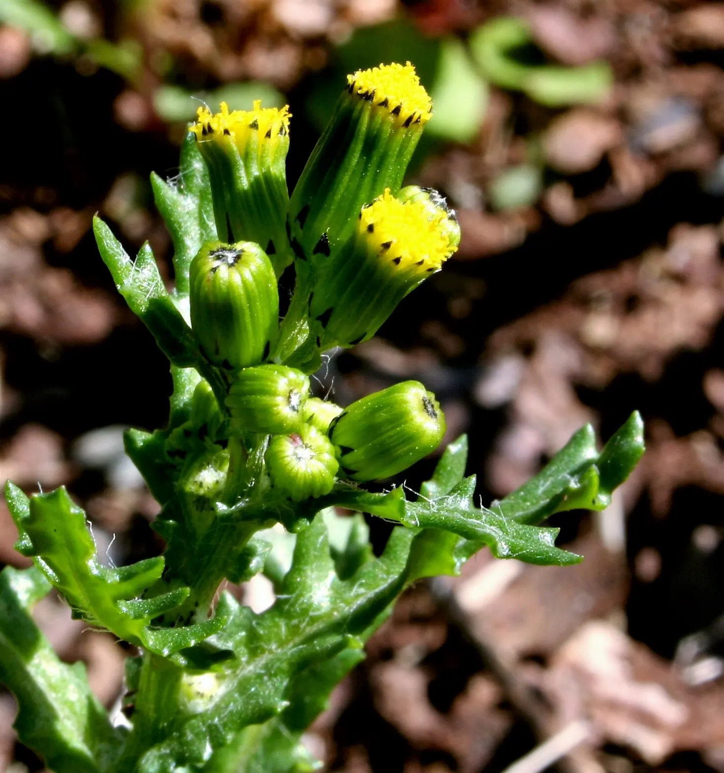 Silver Dormouse Brachyglottis (Brachyglottis 'Silver Dormouse') — Brachyglottis 'Silver Dormouse' is adaptable to different soil types; or container, image 74