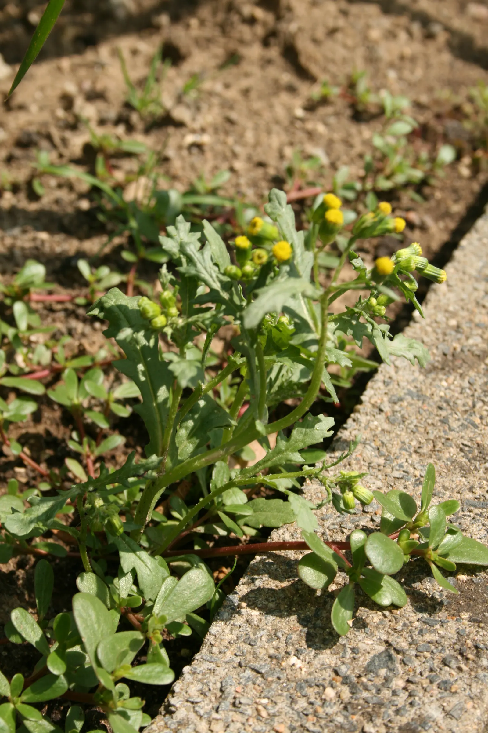 Silver Dormouse Brachyglottis (Brachyglottis 'Silver Dormouse') — daisy-like yellow flowers