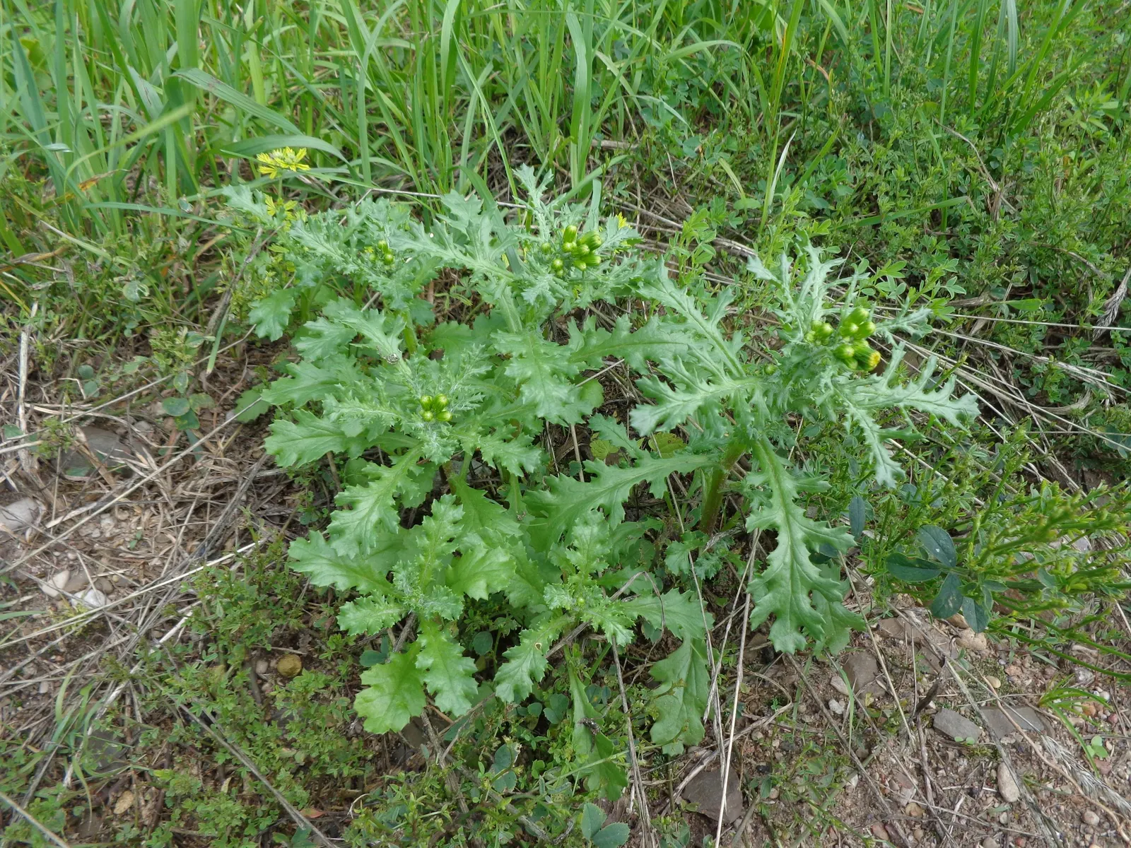 Silver Dormouse Brachyglottis (Brachyglottis 'Silver Dormouse') — or container plantings.<br><br>The ovate
