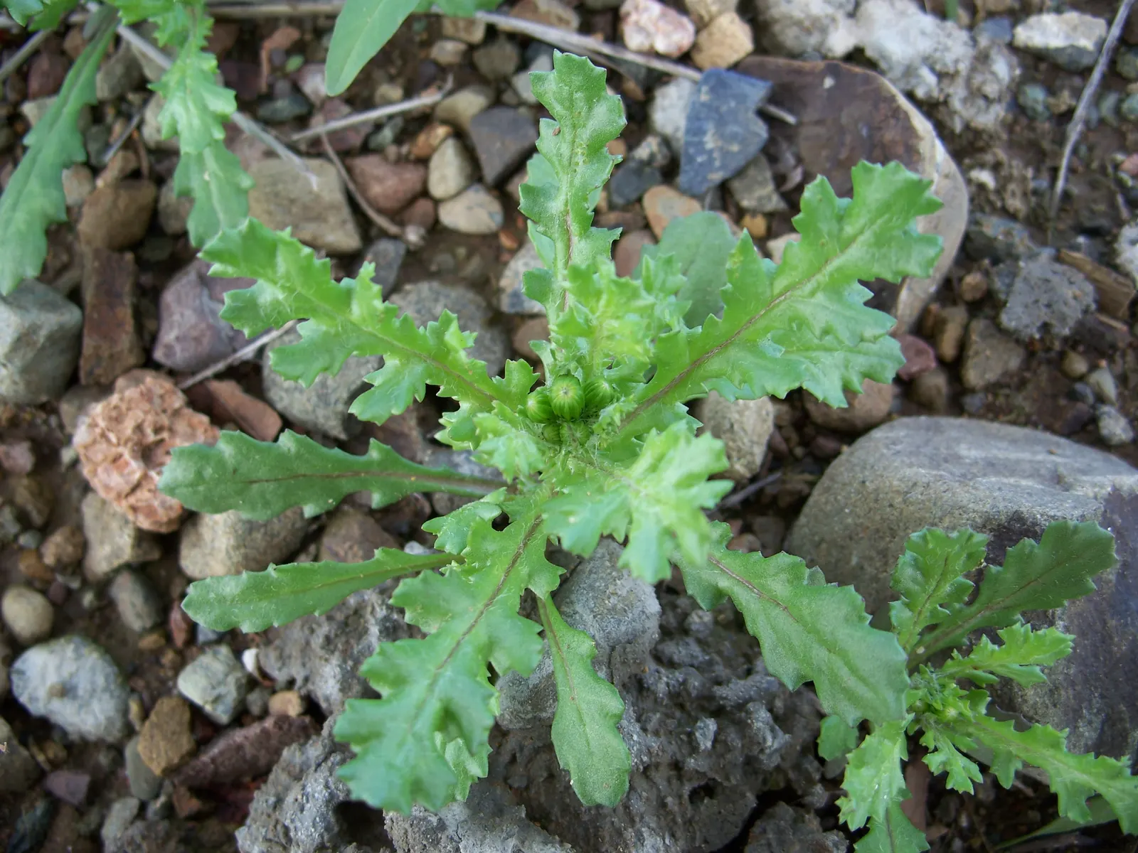 Silver Dormouse Brachyglottis (Brachyglottis 'Silver Dormouse') — highly favored for its unique silvery-gray foliage and compact growth habit, image 120