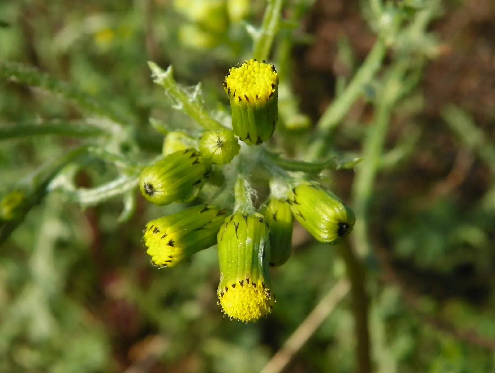 Silver Dormouse Brachyglottis (Brachyglottis 'Silver Dormouse') — or container plantings.<br><br>The ovate; brachyglottis 'Silver Dormouse' is adaptable to