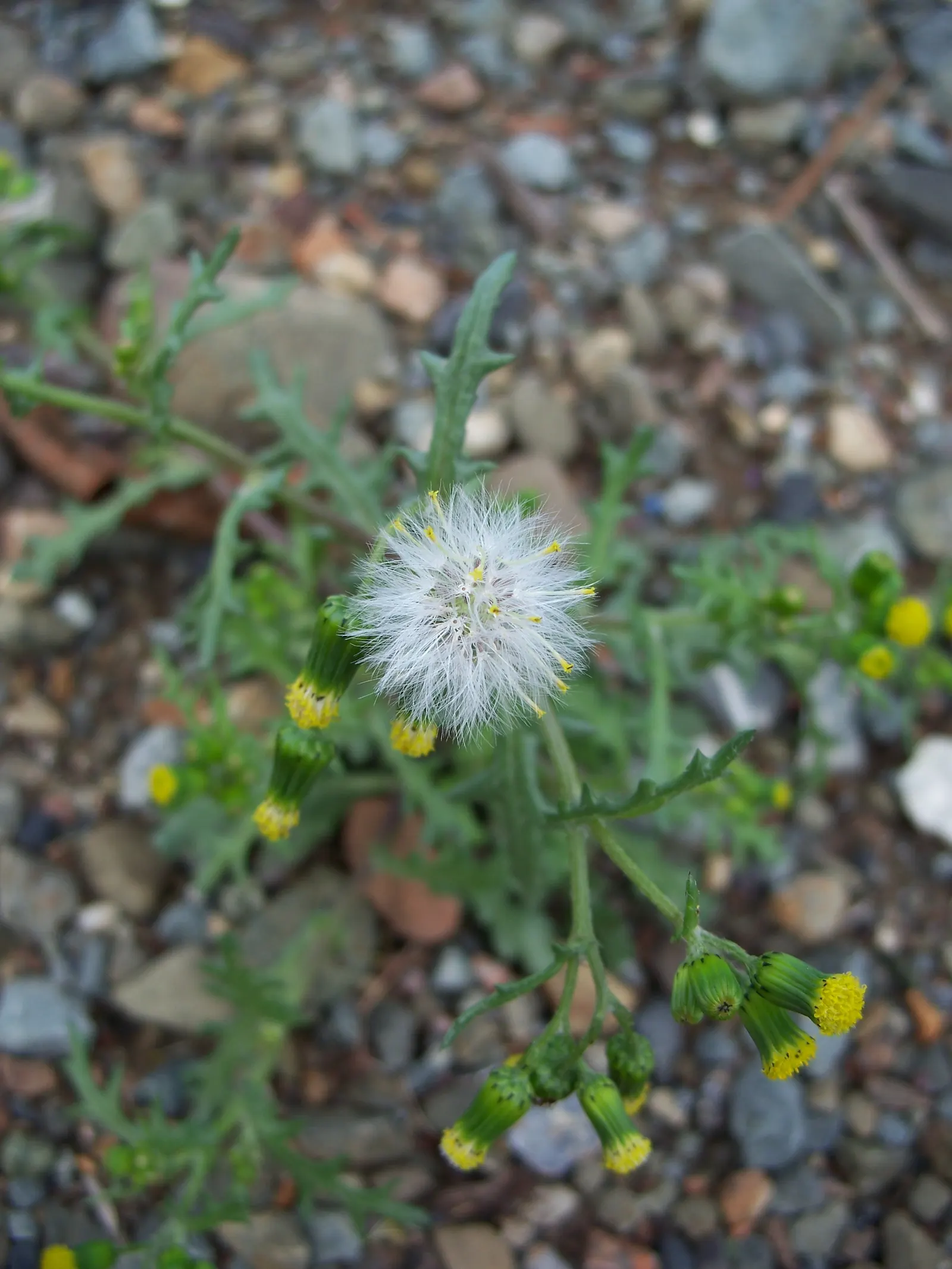 Silver Dormouse Brachyglottis (Brachyglottis 'Silver Dormouse') — Mature plants typically reach a manageable height and spread of approximately 24 to 30 inches