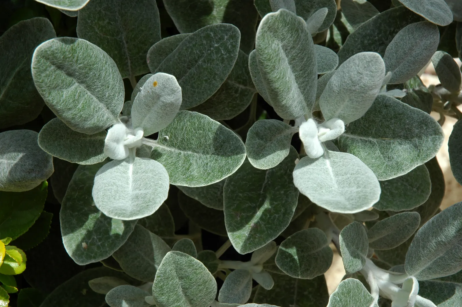 Silver Dormouse Brachyglottis (Brachyglottis 'Silver Dormouse') — This plant requires minimal maintenance; brachyglottis 'Silver Dormouse' is adaptable to