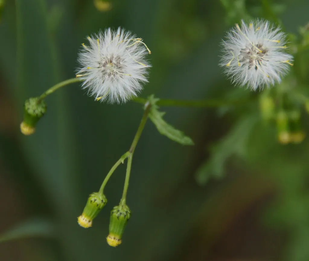 Silver Dormouse Brachyglottis (Brachyglottis 'Silver Dormouse') — Drought-tolerant and low-maintenance, this evergreen prefers well-drained soil, image 33