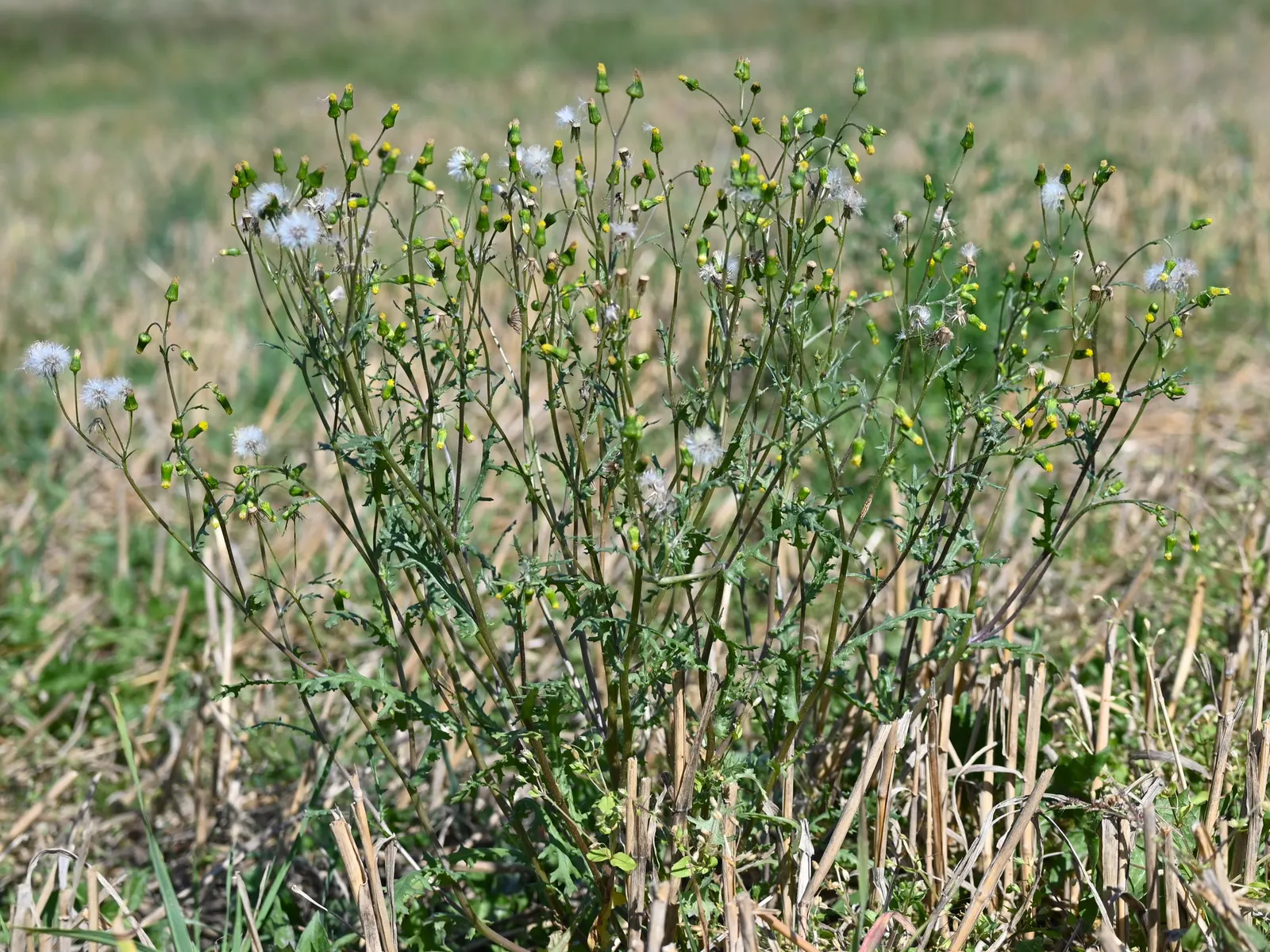 Silver Dormouse Brachyglottis (Brachyglottis 'Silver Dormouse') — silvery-gray foliage with a felt-like texture; or container plantings.<br><br>The, image 86