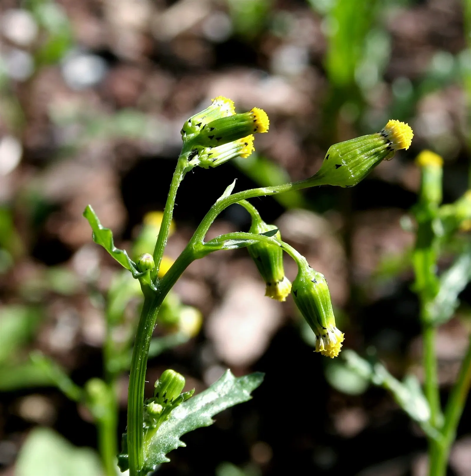 Silver Dormouse Brachyglottis (Brachyglottis 'Silver Dormouse') — This tactile quality adds a sensory element to garden designs, inviting touch and, image 98