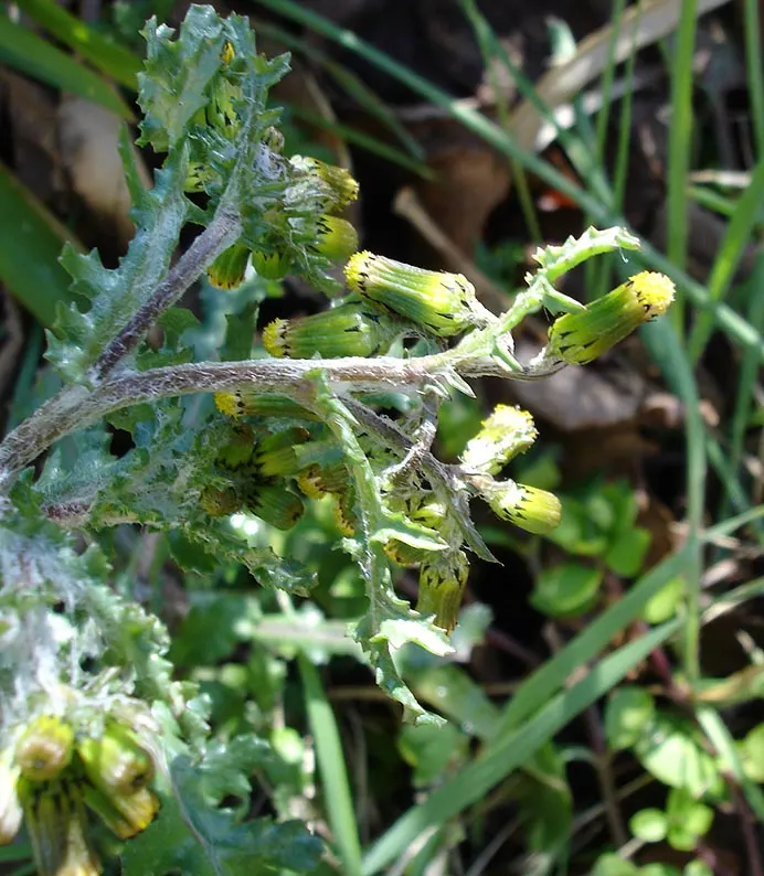 Silver Dormouse Brachyglottis (Brachyglottis 'Silver Dormouse') — consider its role in providing year-round interest due to its foliage; its, image 105