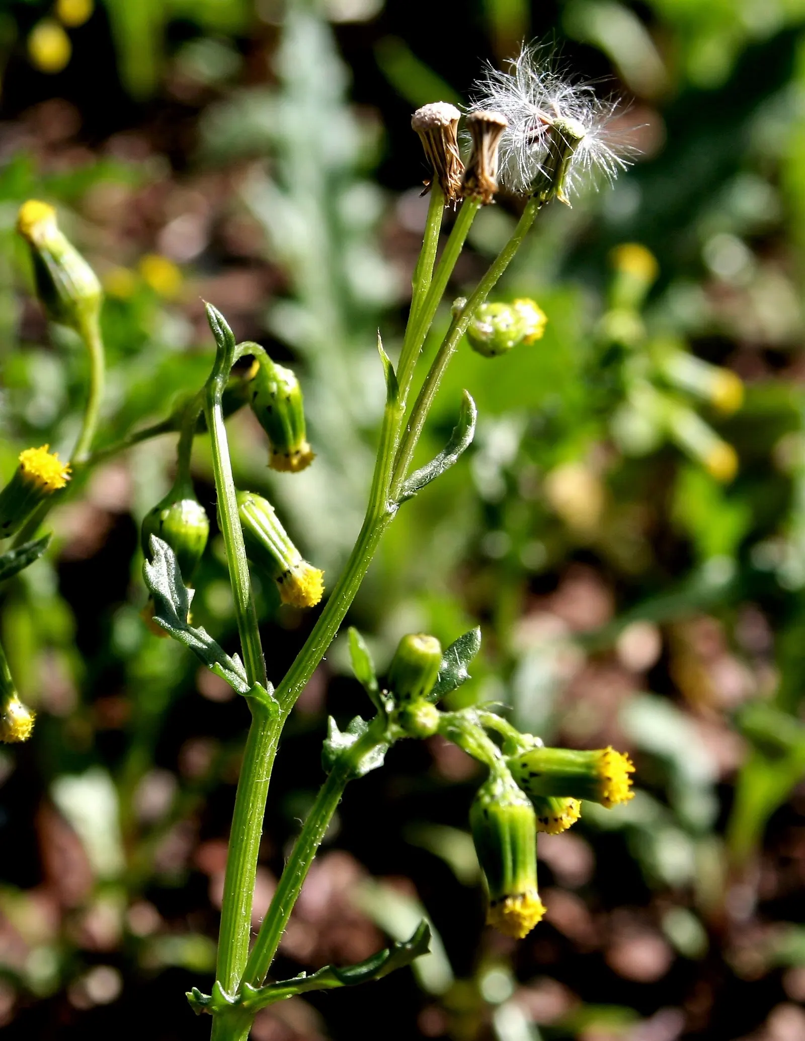 Silver Dormouse Brachyglottis (Brachyglottis 'Silver Dormouse') — Ideal for adding contrast in borders or as an accent plant in coastal gardens; or, image 118