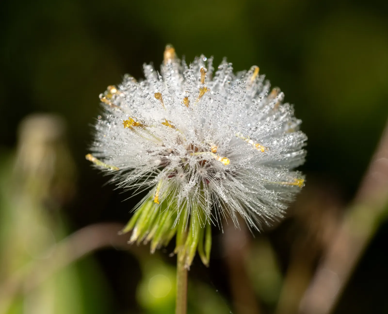 Silver Dormouse Brachyglottis (Brachyglottis 'Silver Dormouse') — Drought-tolerant and low-maintenance, this evergreen prefers well-drained soil, image 61