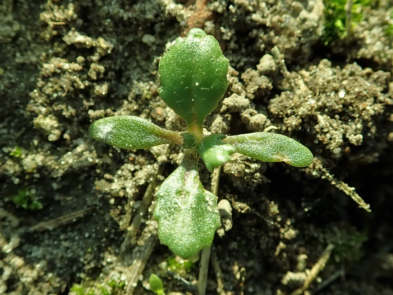 Silver Dormouse Brachyglottis (Brachyglottis 'Silver Dormouse') — These blossoms stand in contrast to the silver foliage and can attract a variety, image 72