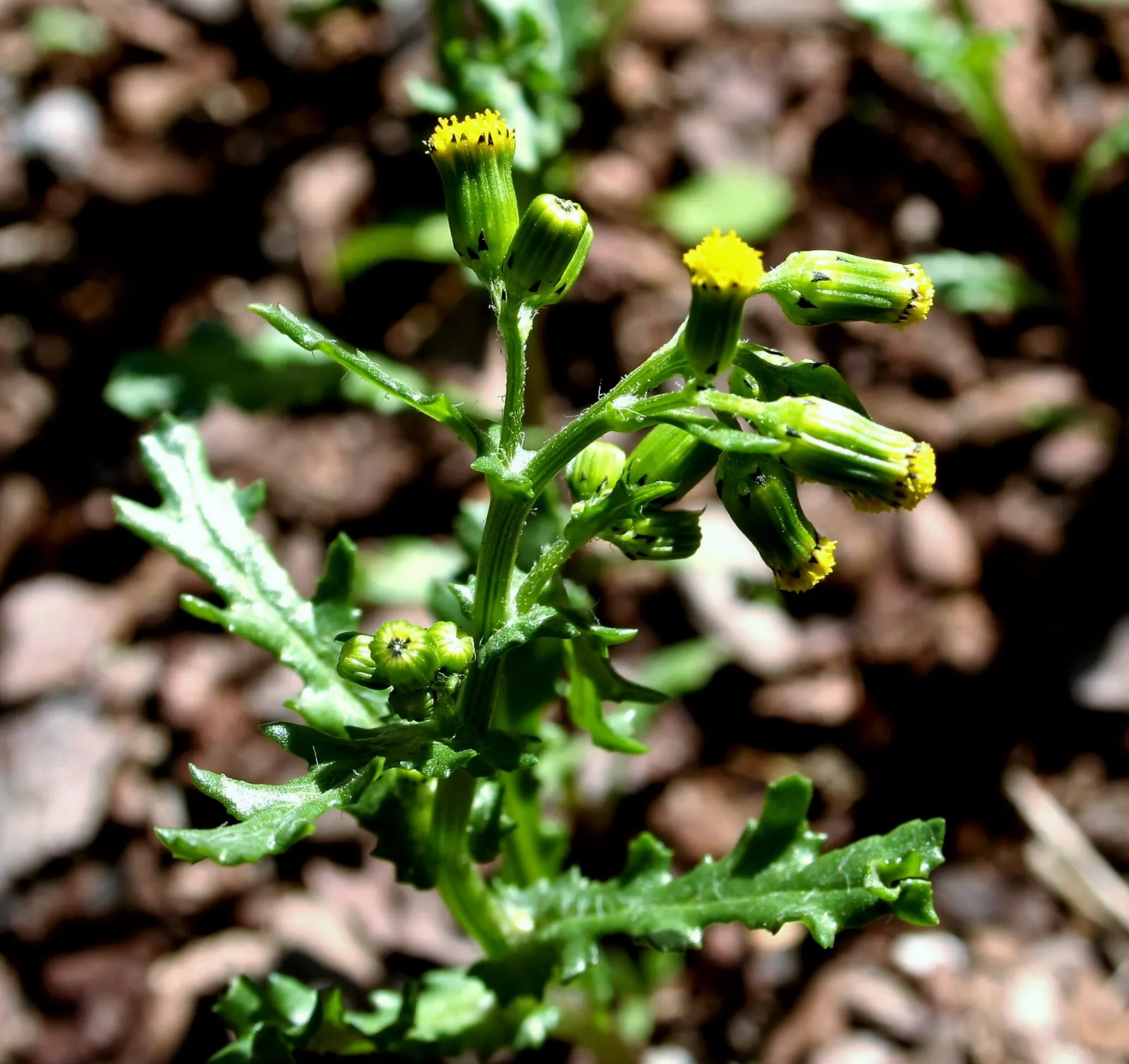 Silver Dormouse Brachyglottis (Brachyglottis 'Silver Dormouse') — Mature plants typically reach a manageable height and spread of approximately 24, image 65