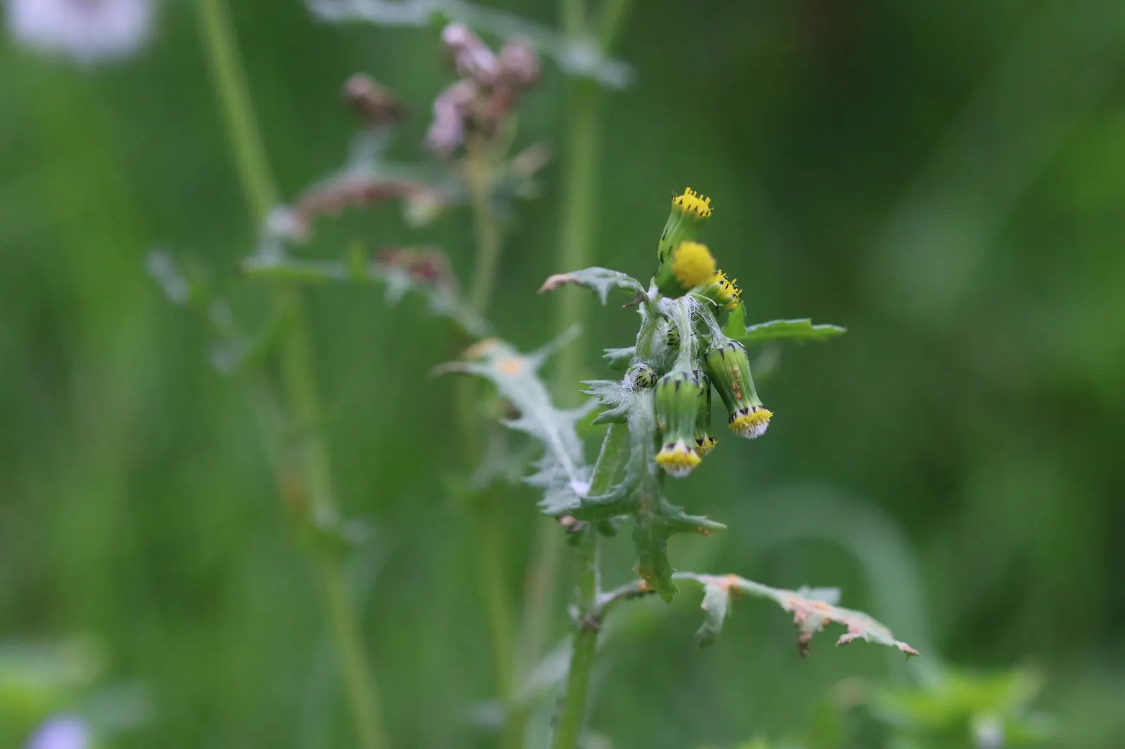 Silver Dormouse Brachyglottis (Brachyglottis 'Silver Dormouse') — This tactile quality adds a sensory element to garden designs, inviting touch and, image 70