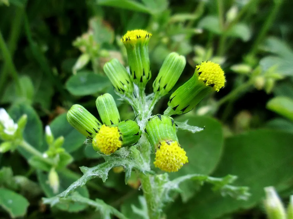 Silver Dormouse Brachyglottis (Brachyglottis 'Silver Dormouse') — Ideal for adding contrast in borders or as an accent plant in coastal gardens; or, image 62