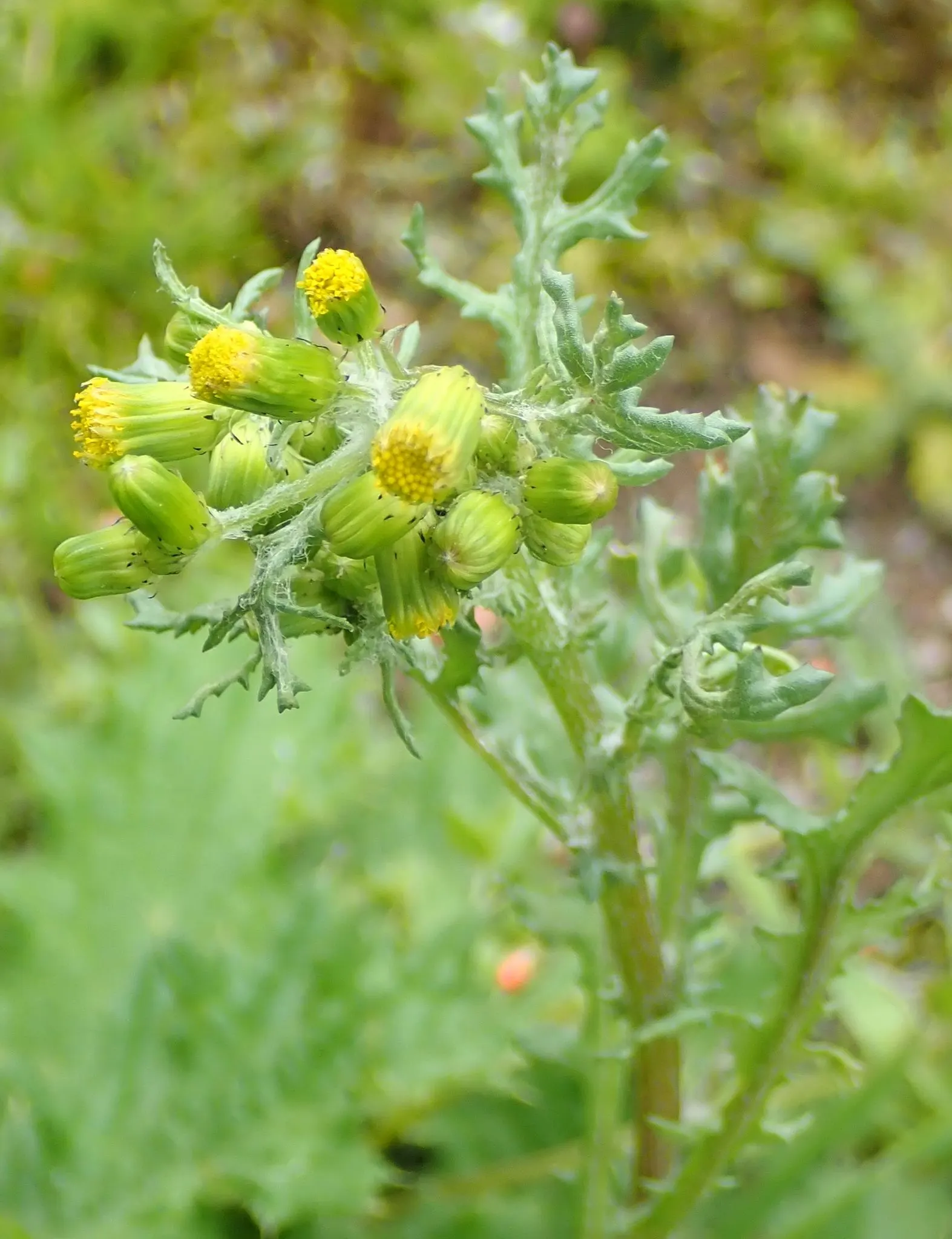 Silver Dormouse Brachyglottis (Brachyglottis 'Silver Dormouse') — This plant requires minimal maintenance