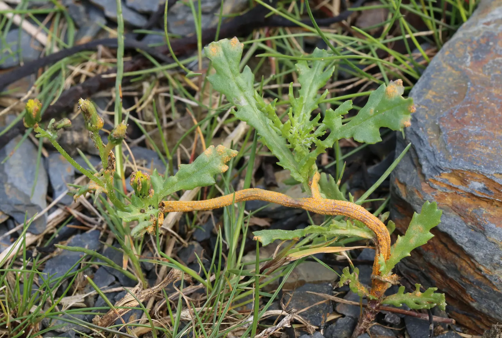 Silver Dormouse Brachyglottis (Brachyglottis 'Silver Dormouse') — provided they are well-drained; brachyglottis 'Silver Dormouse' is adaptable to different