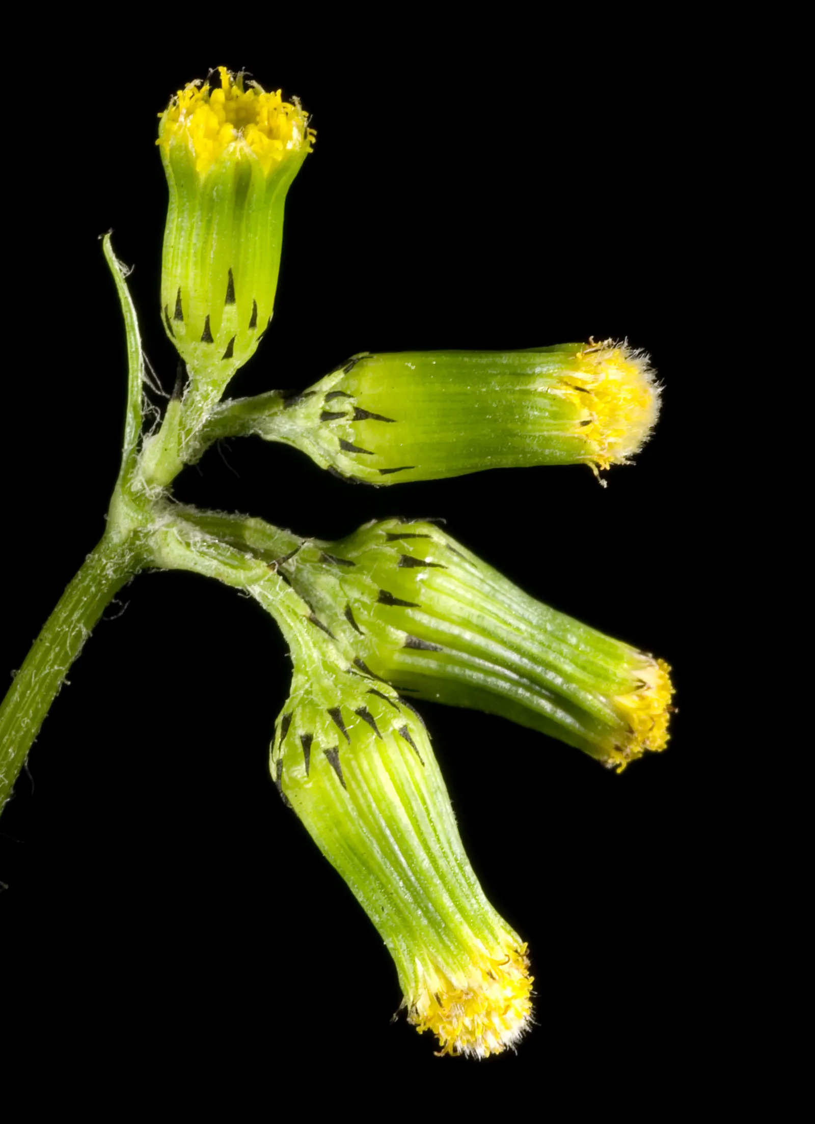 Silver Dormouse Brachyglottis (Brachyglottis 'Silver Dormouse') — felted leaves measure about 2 to 3 inches long and are characterized by their dense; making