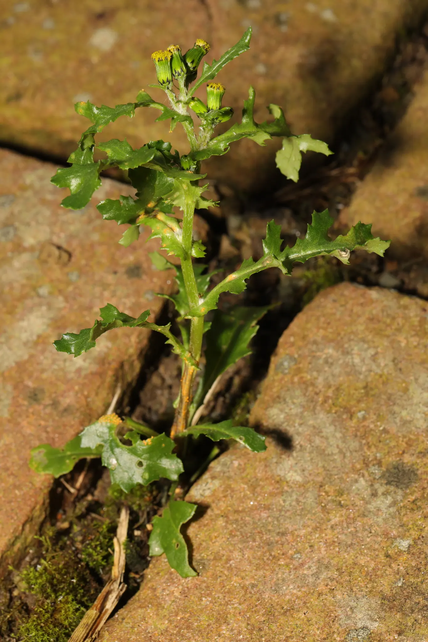 Silver Dormouse Brachyglottis (Brachyglottis 'Silver Dormouse') — it can withstand occasional cold snaps; making it a valuable and low-effort, image 76