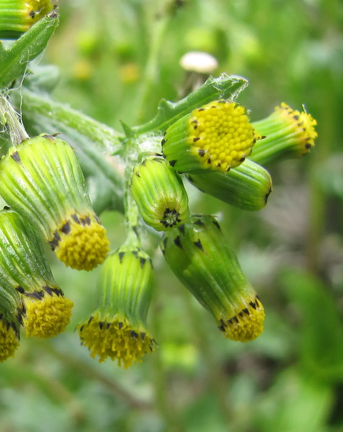 Silver Dormouse Brachyglottis (Brachyglottis 'Silver Dormouse') — with occasional pruning to maintain its shape and encourage bushier growth; making it a
