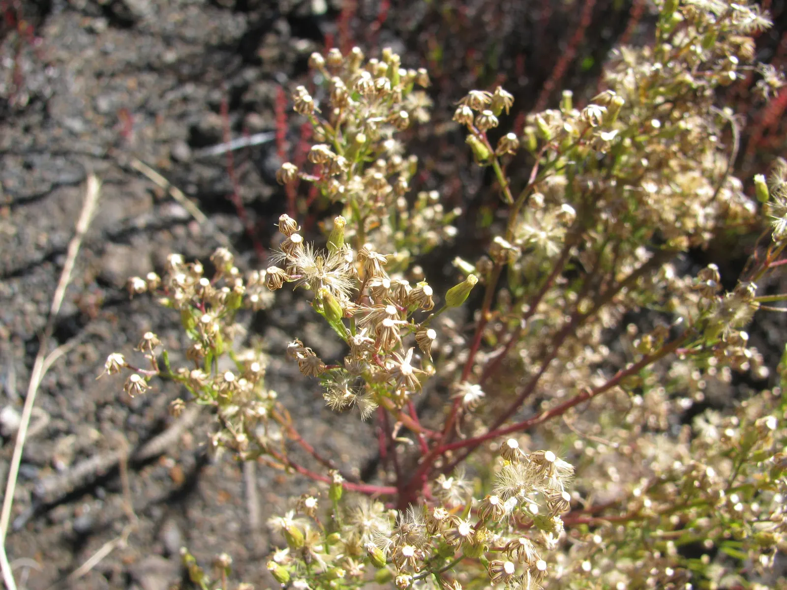 Silver Dormouse Brachyglottis (Brachyglottis 'Silver Dormouse') — Brachyglottis 'Silver Dormouse' is adaptable to different soil types; or container