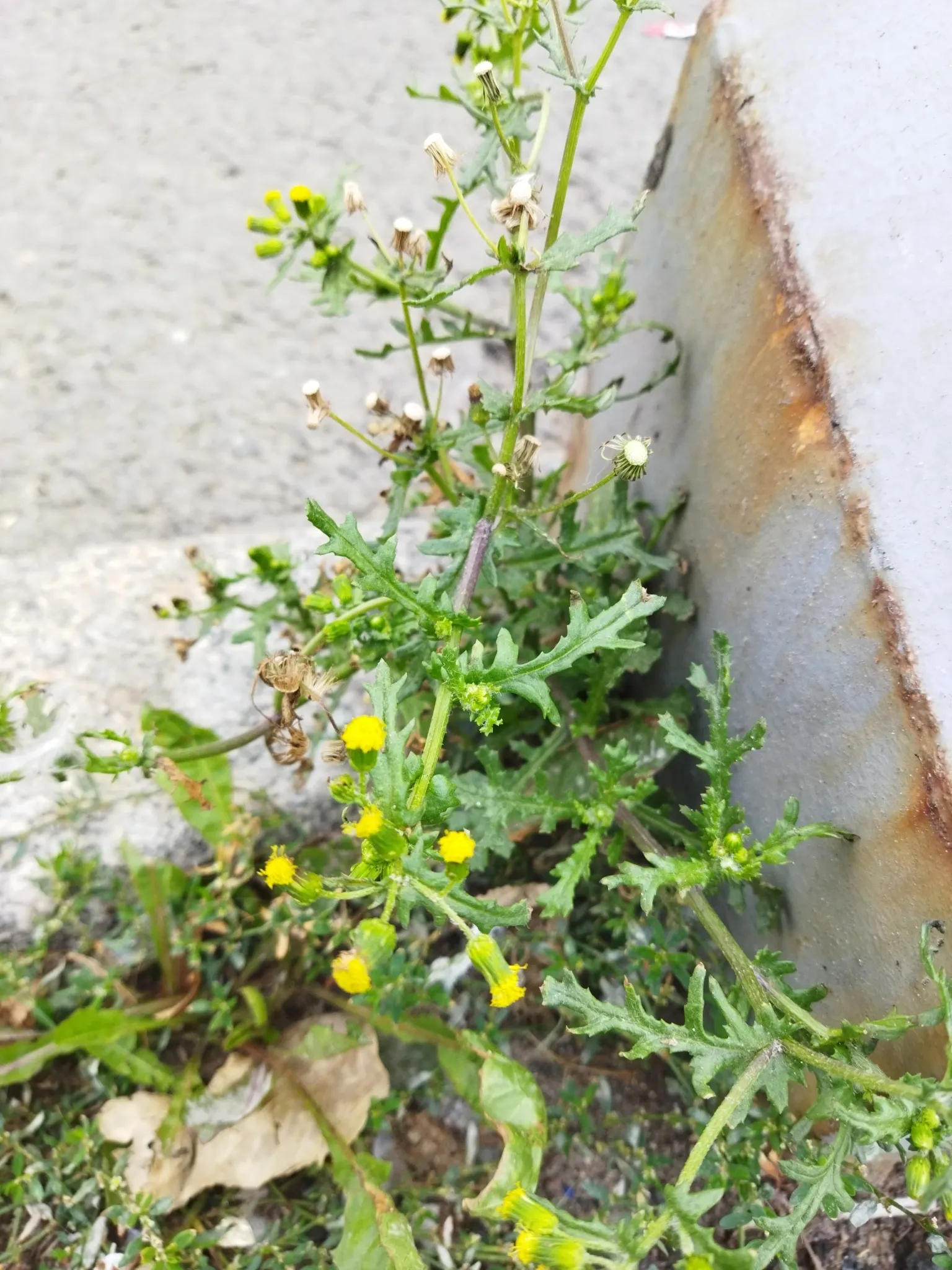 Silver Dormouse Brachyglottis (Brachyglottis 'Silver Dormouse') — making this cultivar an exceptional choice for borders; or container, image 66
