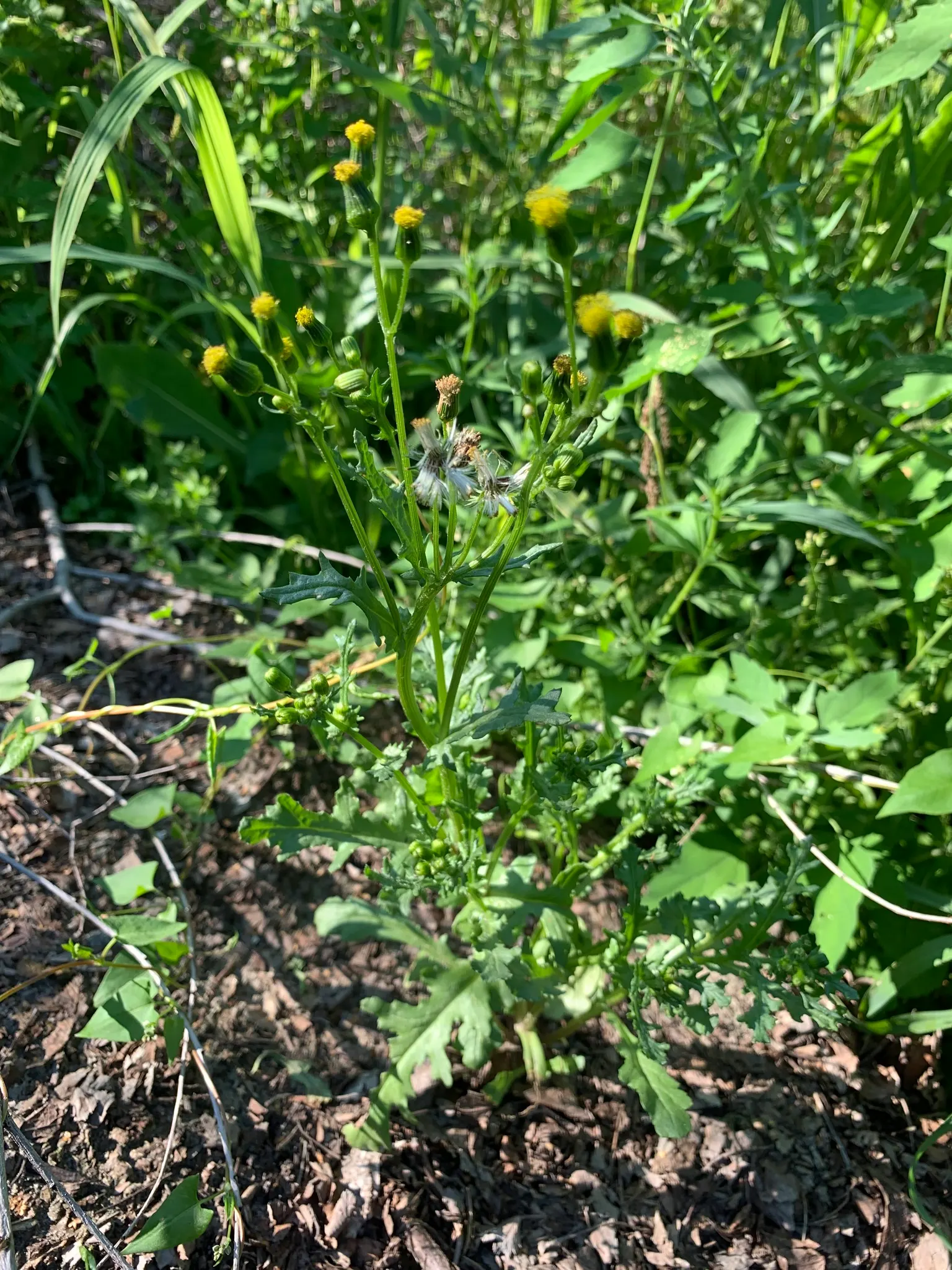 Silver Dormouse Brachyglottis (Brachyglottis 'Silver Dormouse') — is a compact shrub featuring striking; its daisy-like yellow flowers bloom in, image 57