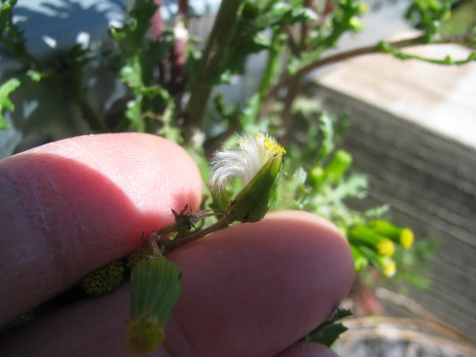 Silver Dormouse Brachyglottis (Brachyglottis 'Silver Dormouse') — shrub with yellow blooms