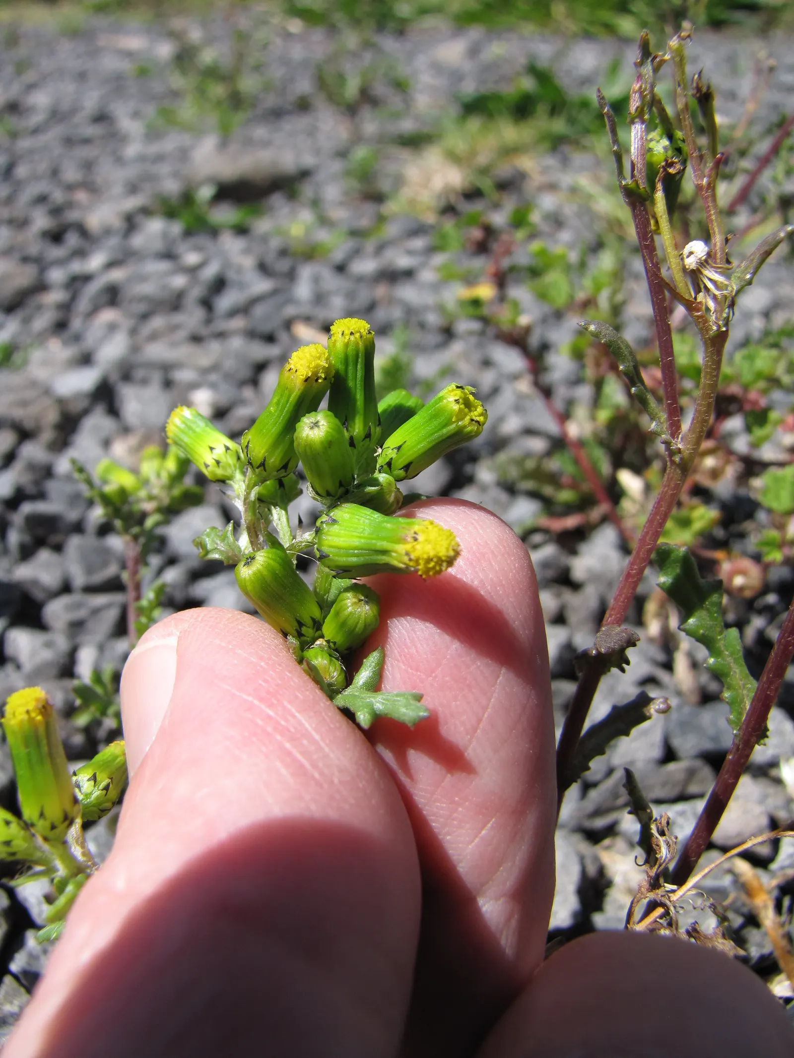 Silver Dormouse Brachyglottis (Brachyglottis 'Silver Dormouse') — shrub for full; making it a valuable and low-effort choice for clients seeking, image 84