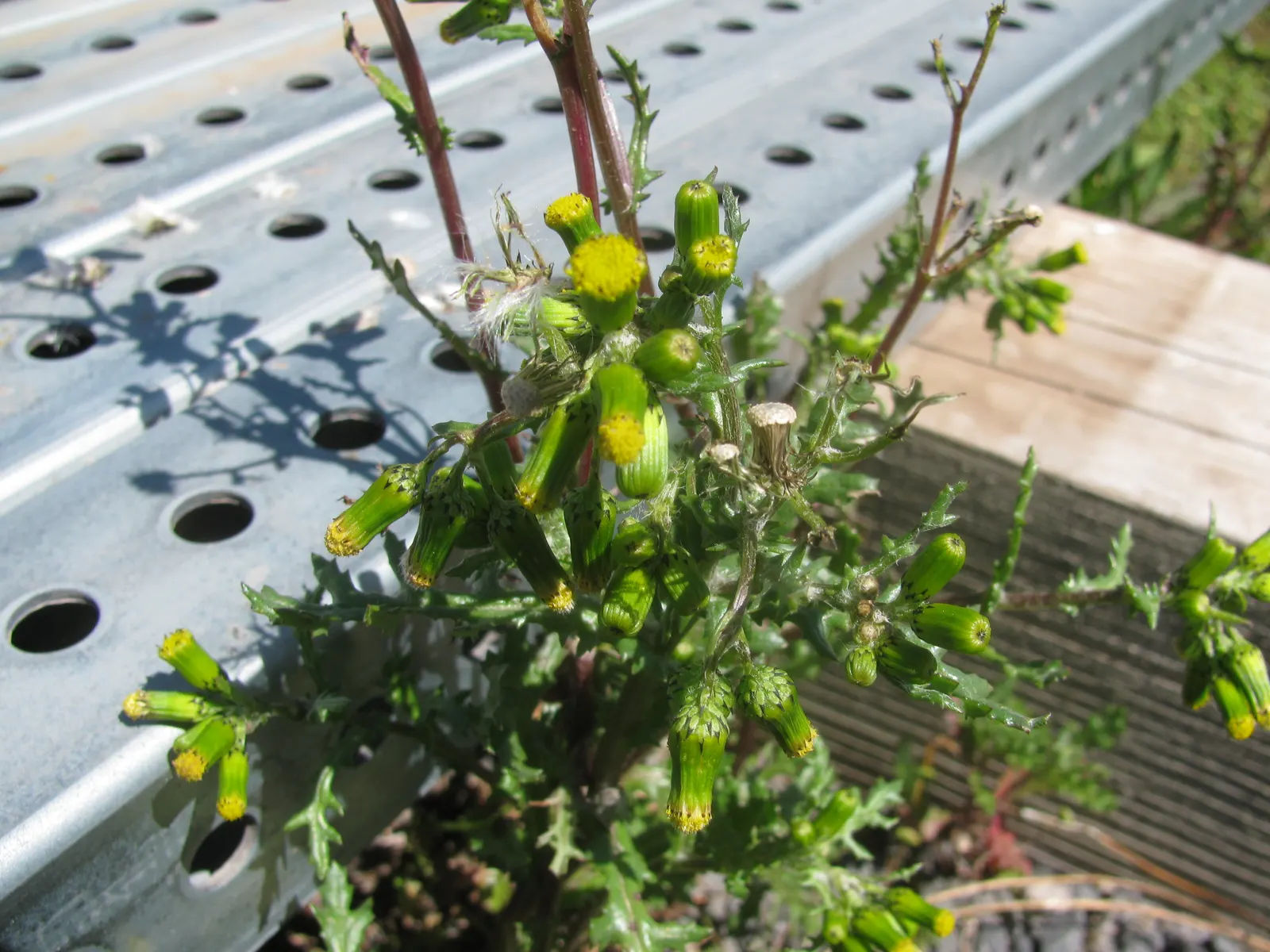 Silver Dormouse Brachyglottis (Brachyglottis 'Silver Dormouse') — adding to the ecological value of the landscape.<br><br>Preferring full sun to partial shade