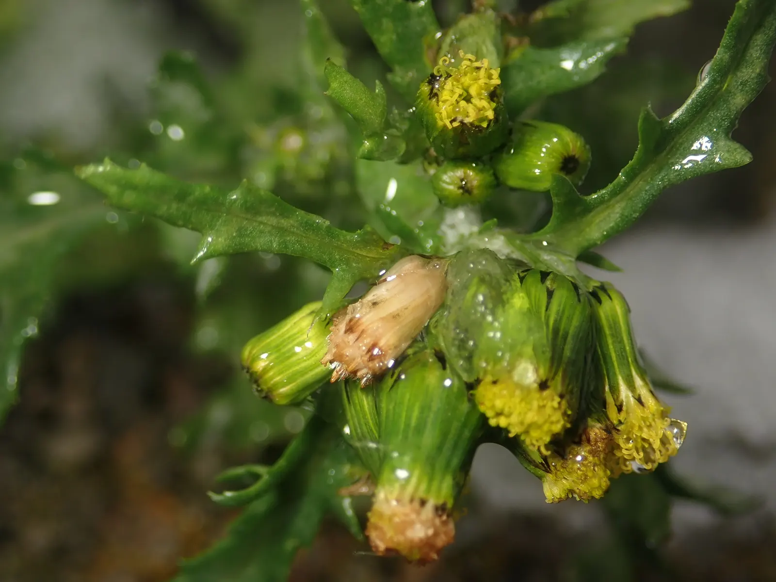 Silver Dormouse Brachyglottis (Brachyglottis 'Silver Dormouse') — making it a valuable and low-effort choice for clients seeking lasting impact with minimal