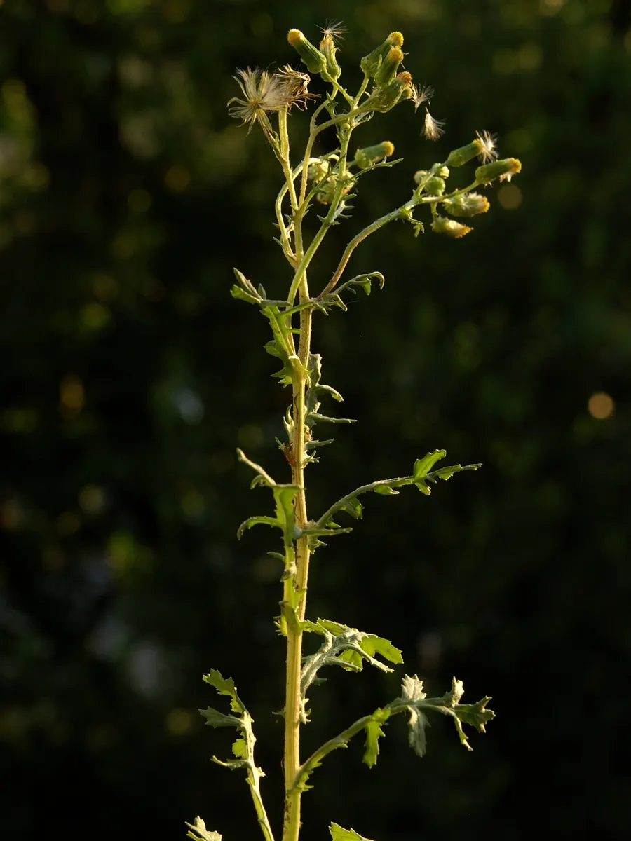 Silver Dormouse Brachyglottis (Brachyglottis 'Silver Dormouse') — with occasional pruning to maintain its shape and encourage bushier growth, image 80