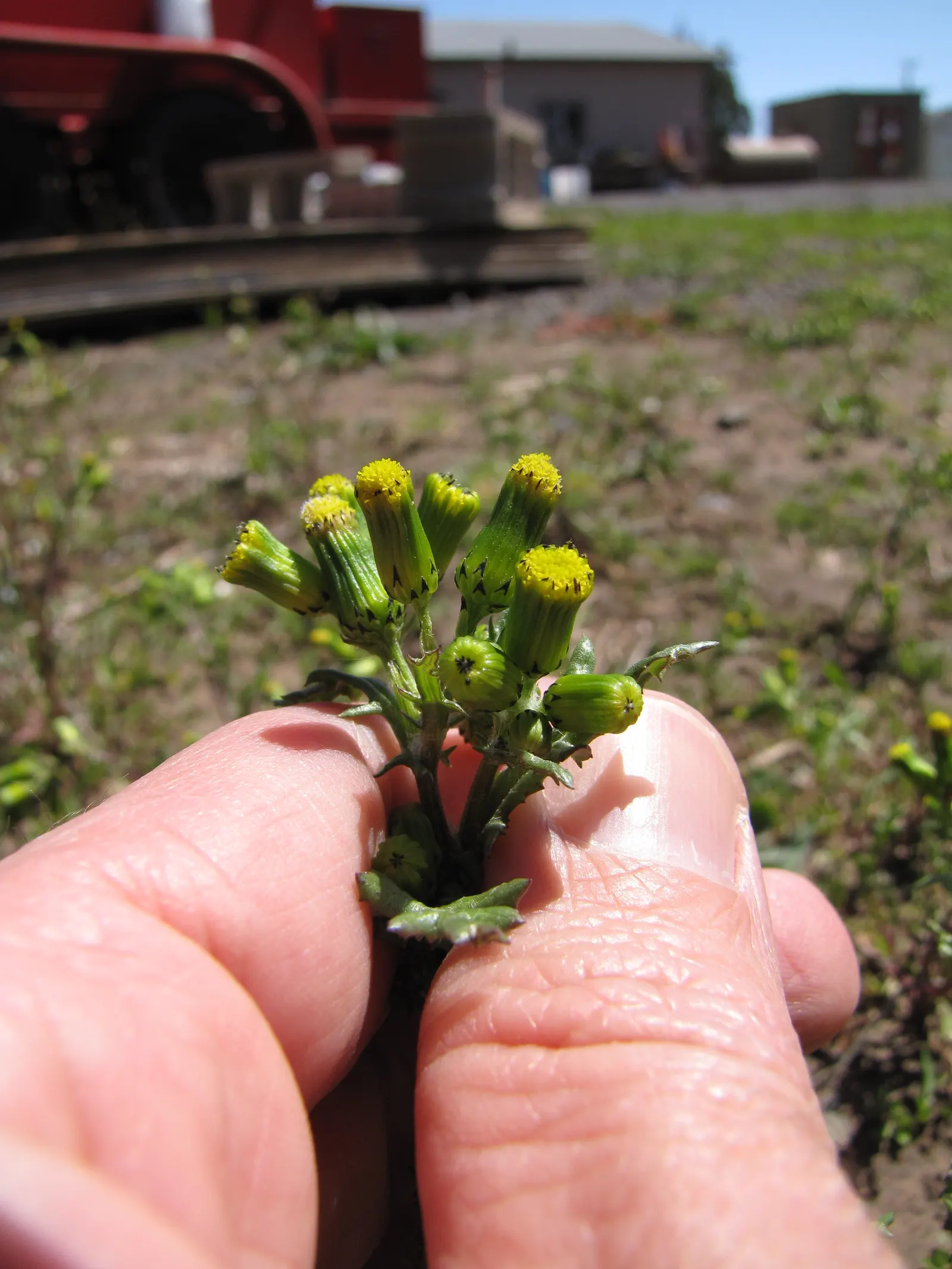 Silver Dormouse Brachyglottis (Brachyglottis 'Silver Dormouse') — shrub with yellow blooms; brachyglottis 'Silver Dormouse' is adaptable to, image 111