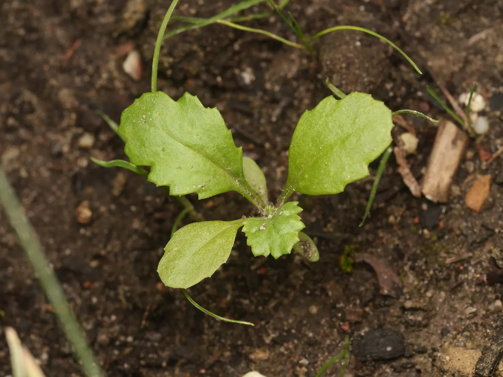 Silver Dormouse Brachyglottis (Brachyglottis 'Silver Dormouse') — adding to the ecological value of the landscape.<br><br>Preferring full sun to, image 101