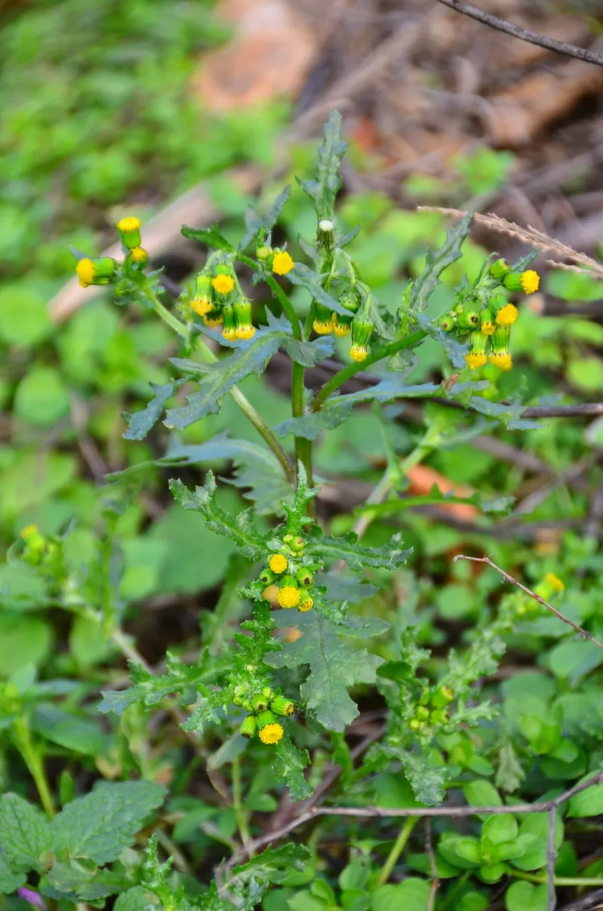 Silver Dormouse Brachyglottis (Brachyglottis 'Silver Dormouse') — The Brachyglottis 'Silver Dormouse' is a captivating semi-evergreen shrub, image 91