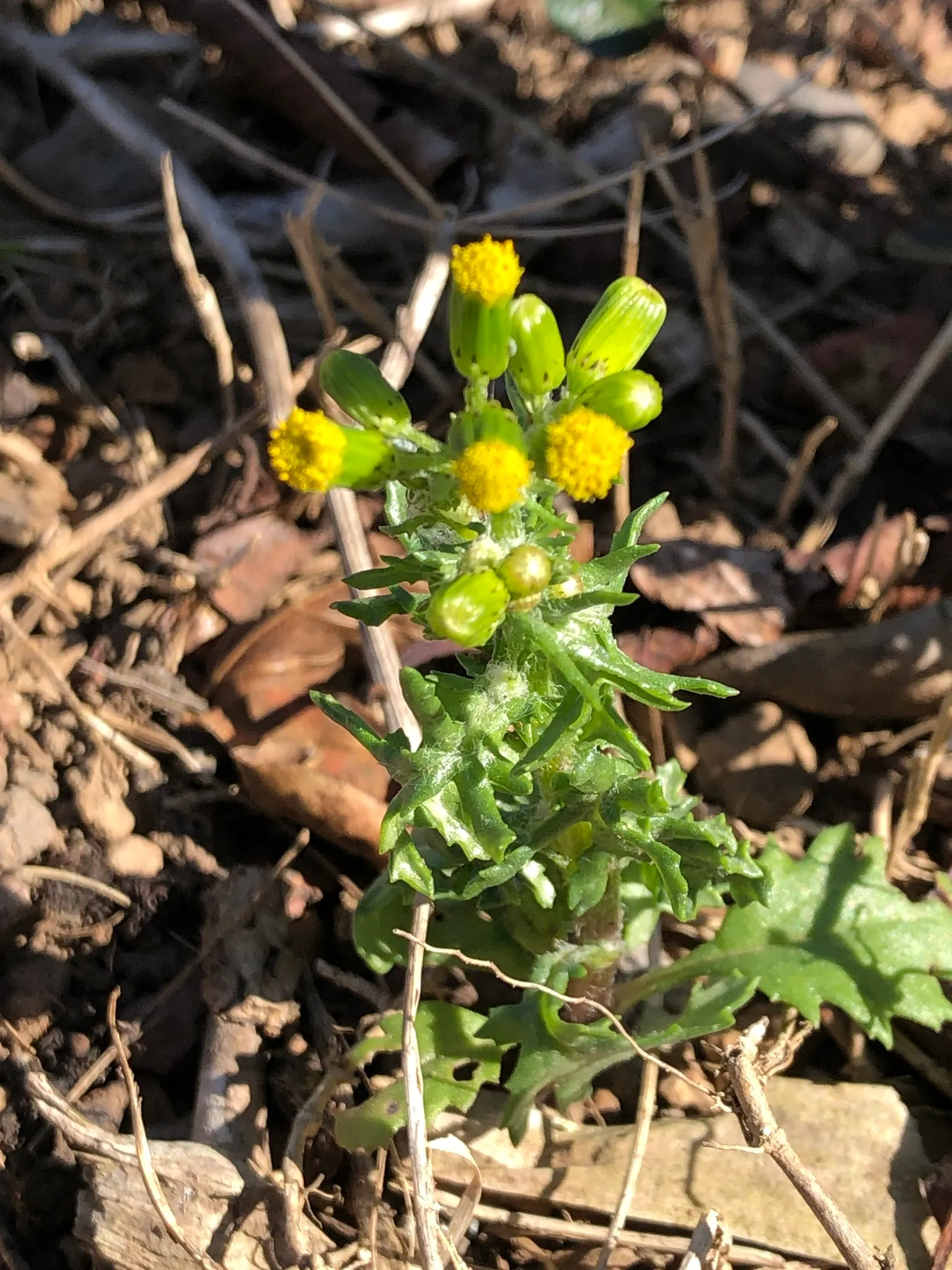 Silver Dormouse Brachyglottis (Brachyglottis 'Silver Dormouse') — Brachyglottis 'Silver Dormouse' is adaptable to different soil types