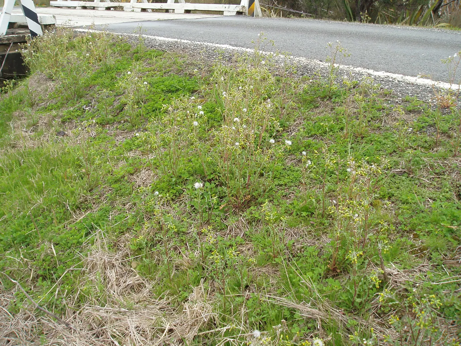 Silver Dormouse Brachyglottis (Brachyglottis 'Silver Dormouse') — Mature plants typically reach a manageable height and spread of approximately 24, image 121