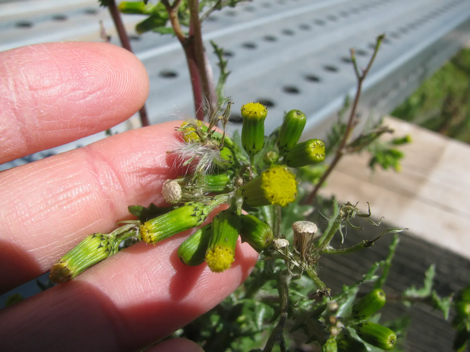 Silver Dormouse Brachyglottis (Brachyglottis 'Silver Dormouse') — silvery-gray foliage with a felt-like texture