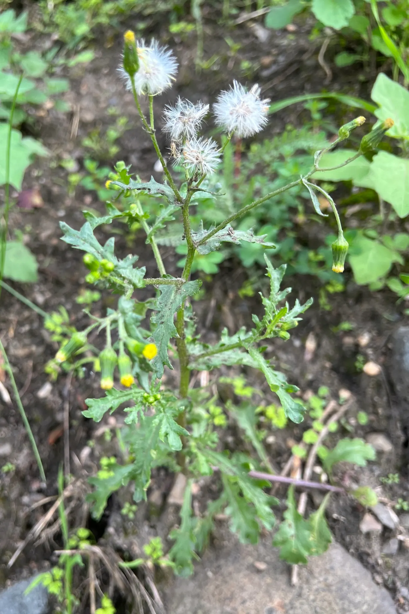 Silver Dormouse Brachyglottis (Brachyglottis 'Silver Dormouse') — making this cultivar an exceptional choice for borders